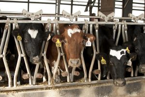 Dairy Farm Cows